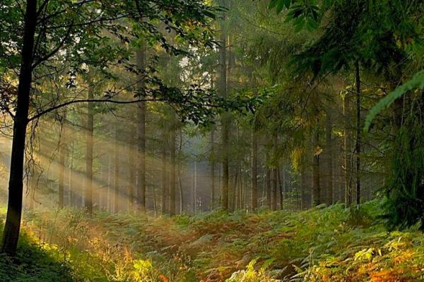 La forêt de Brocéliande